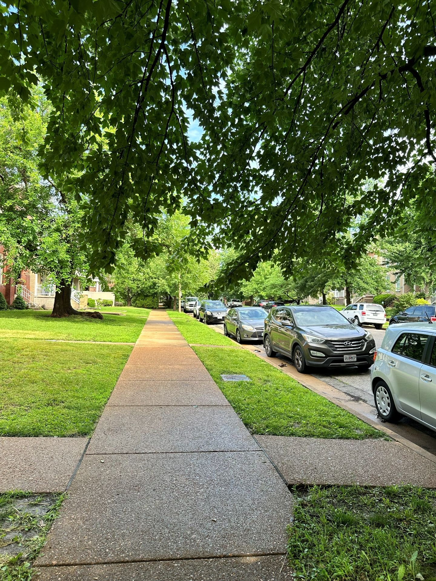 Sidewalk beneath the street's tree canopy