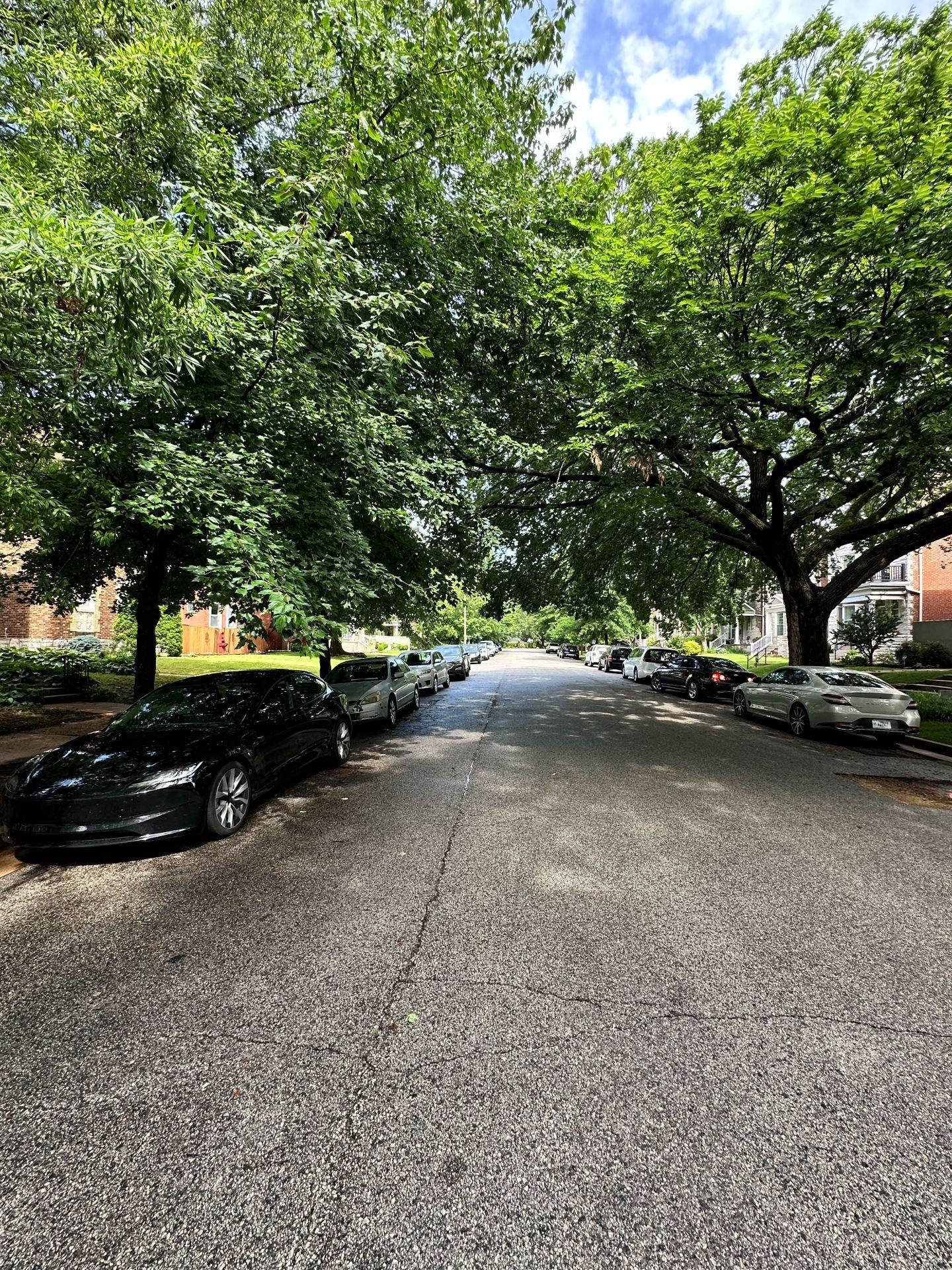 Tree-lined McPherson Avenue, alternate view